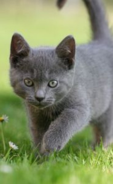 Hunting Cougar kitten front view in grassland about Oregon Kitten