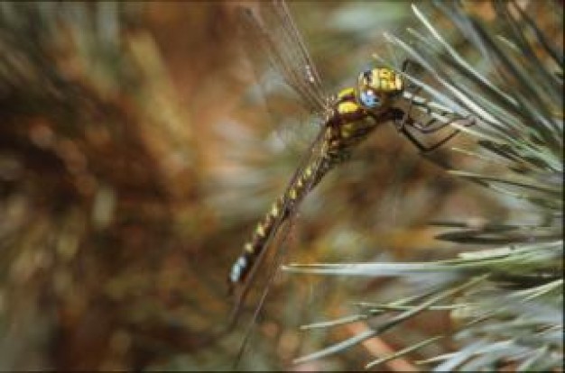dragonfly animal close-up stopping on pine needles