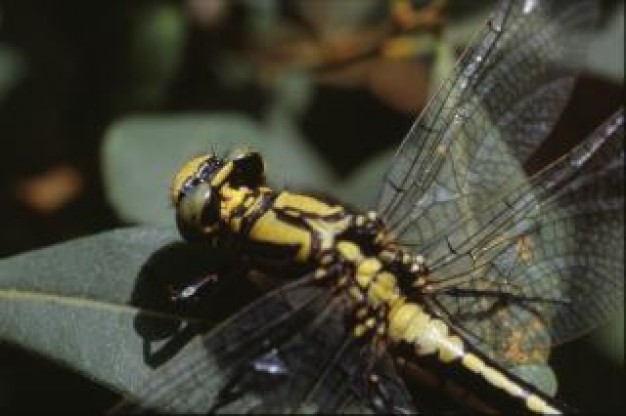 dragonfly close-up wings animal