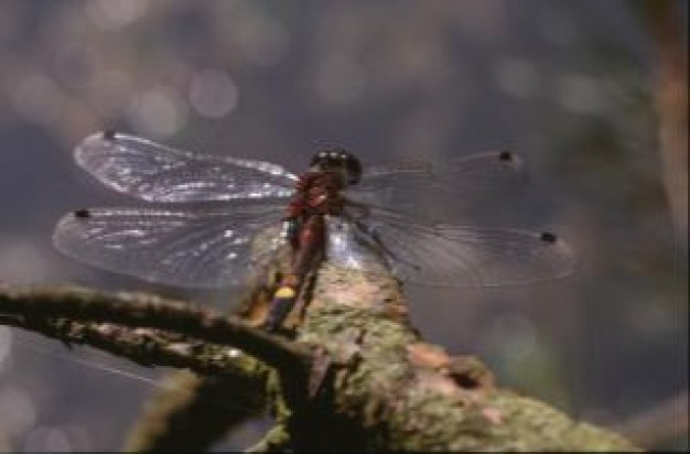 dragonfly insect animal stopping on dead tree branch