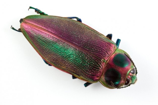euchroma gigantea beetle with colorful Exoskeleton