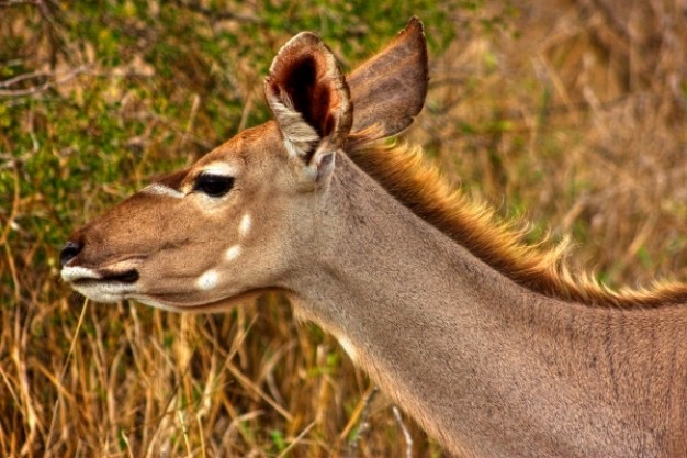 kudu female in side view with autumn grass