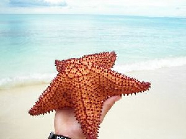 sea star in hand with sea and beach background