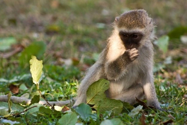 vervet monkey eating leaf at grass