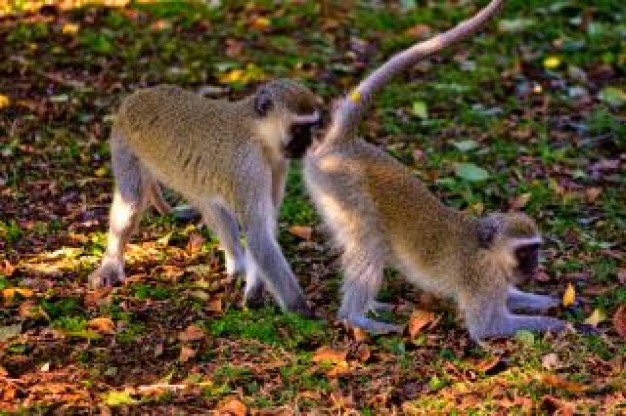 vervet monkeys vervet playing forest floor under sunlight