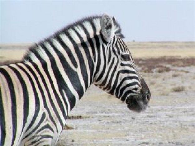 Zebra Etosha National Park side view about Namibia Southern Africa Anthrax Photography