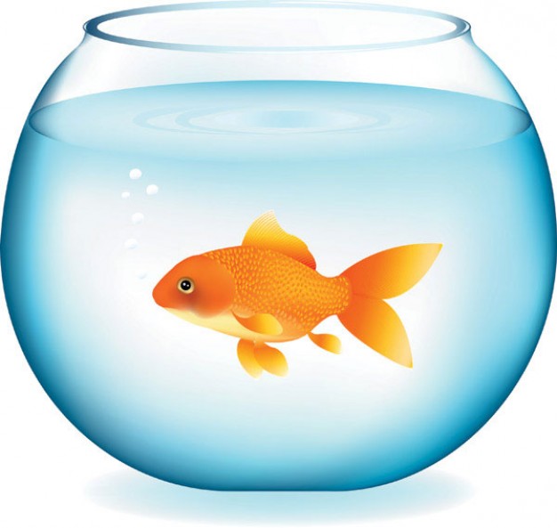 Goldfish swimming in fishbowl Vector material