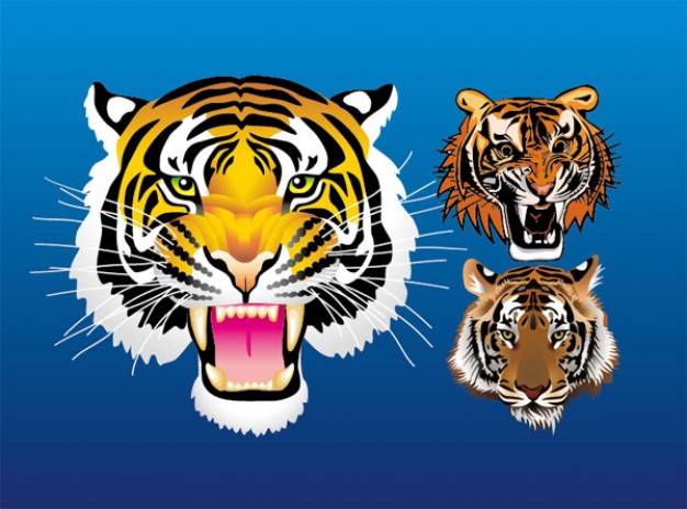 three tiger head vector material with blue background
